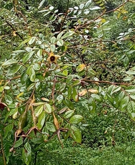 Rosa macrophylla