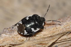 Tritomegas bicolor