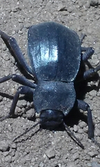 Stenomorpha obsoleta