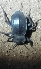 Stenomorpha obsoleta