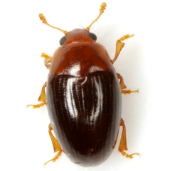 Pseudischyrus extricatus