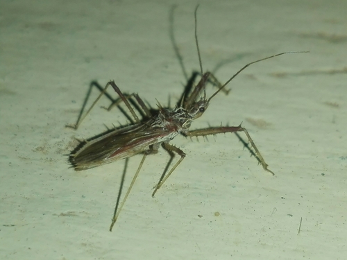 Assassin bug
