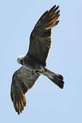 Ictinia mississippiensis
