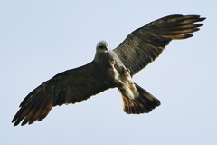 Ictinia mississippiensis