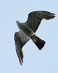 Ictinia mississippiensis