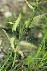 Crepis setosa