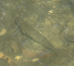 Squalius cephalus