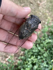 Cryptotympana atrata