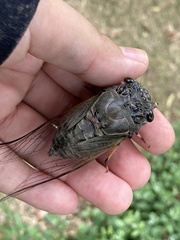 Cryptotympana atrata