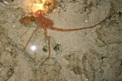 Callistoctopus