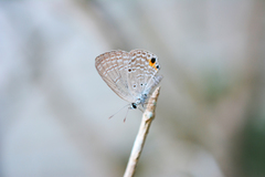 Luthrodes pandava peripatria