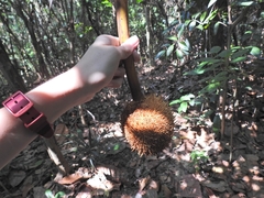 Artocarpus elasticus