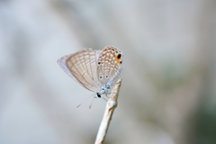 Luthrodes pandava peripatria