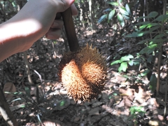 Artocarpus elasticus