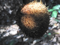 Artocarpus elasticus