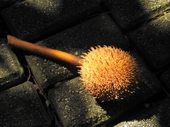 Artocarpus elasticus