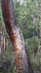 Eucalyptus marginata marginata