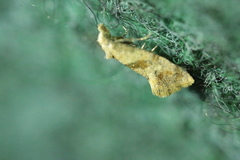 Cochylidia heydeniana