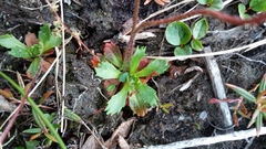 Micranthes foliolosa