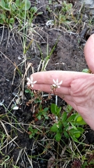 Micranthes foliolosa