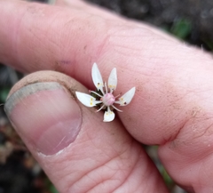 Micranthes foliolosa