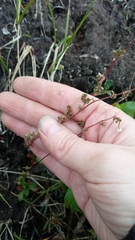 Micranthes foliolosa