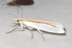 Crambus girardellus