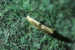Argyresthia spinosella