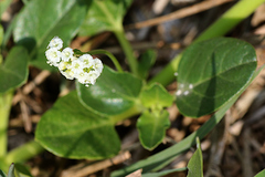 Boerhavia albiflora