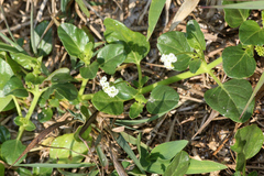 Boerhavia albiflora