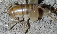 Ceuthophilus californianus
