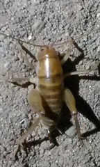 Ceuthophilus californianus