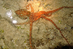 Callistoctopus