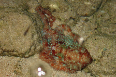 Callistoctopus