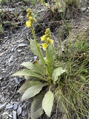Verbascum thapsus crassifolium