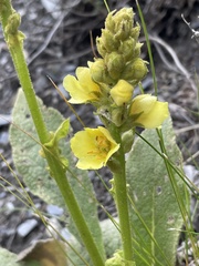 Verbascum thapsus crassifolium