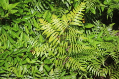 Deparia
