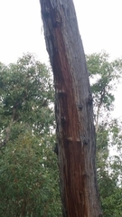 Eucalyptus marginata marginata