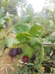 Ribes × nidigrolaria