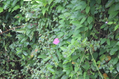 Heterotis rotundifolia