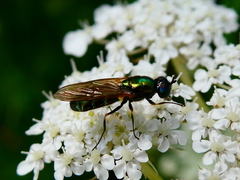Microchrysa polita