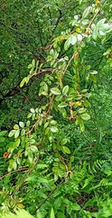Rosa macrophylla