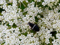 Planuncus tingitanus
