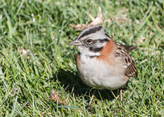 Zonotrichia capensis