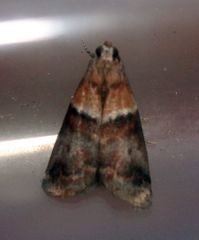 Acrobasis repandana