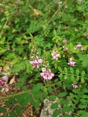 Indigofera pseudotinctoria