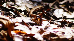 Oxeoschistus tauropolis tauropolis