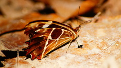 Oxeoschistus tauropolis tauropolis