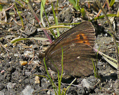 Erebia mancinus