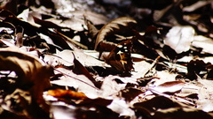 Oxeoschistus tauropolis tauropolis